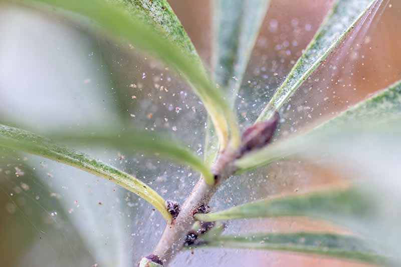 نمای نزدیک از یک گیاه آلوده به کنه های عنکبوتی ریز، در پس زمینه ای با فوکوس نرم.