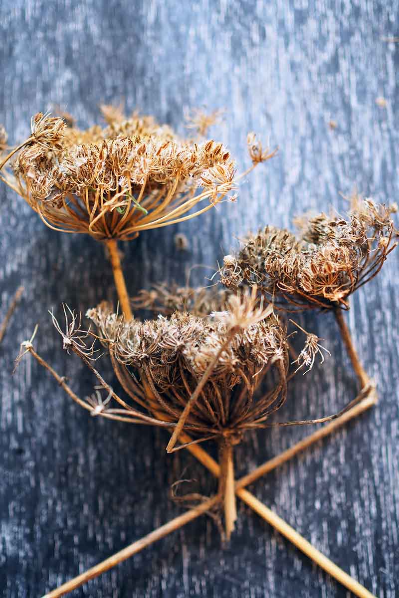 تصویر نزدیک عمودی از سر بذرهای خشک شده برداشت شده از گیاهان هویج در سال دوم رشد، به منظور حفظ بذر، روی یک سطح چوبی روستایی تیره قرار گرفته است.