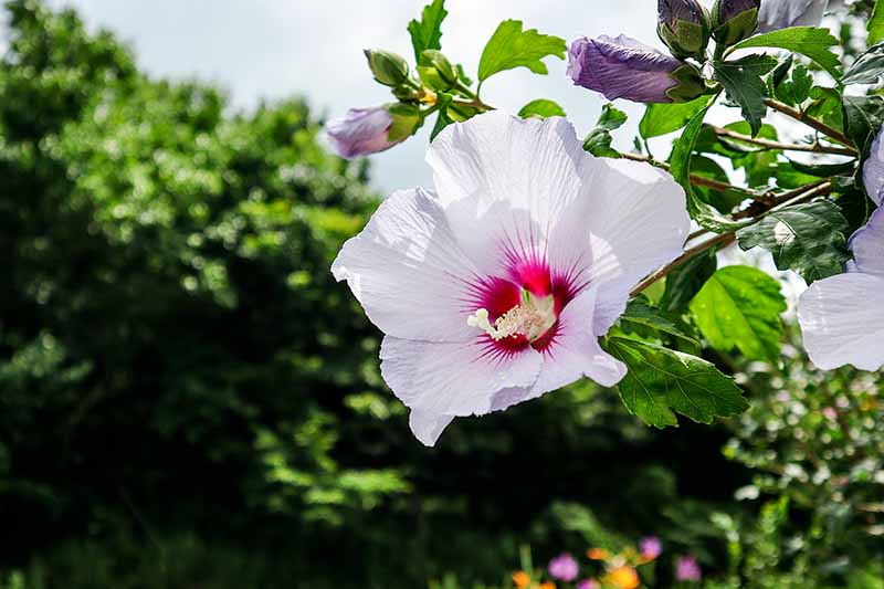 نمای نزدیک از یک گل هیبیسکوس سفید با چشم مرکزی قرمز روشن که در باغ در زیر نور آفتاب روی یک پس‌زمینه تمرکز ملایم رشد می‌کند.