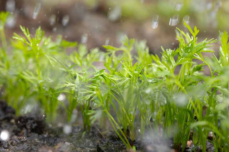 نمای نزدیک از نهال‌های کوچکی که در باغ زیر باران روی یک پس‌زمینه فوکوس نرم رشد می‌کنند.
