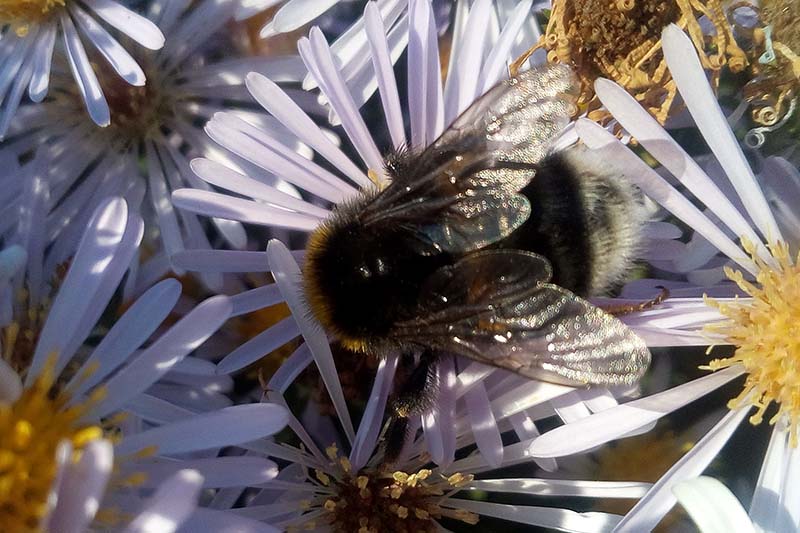 نمای نزدیک از یک گل «آدری» با زنبوری که از مرکز زرد تغذیه می‌کند، در زیر نور آفتاب روشن که در پس‌زمینه به فوکوس ملایمی محو می‌شود.