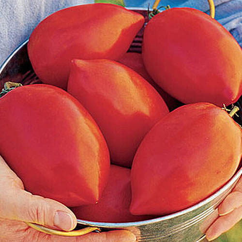 نمای نزدیک از دو دست که یک کاسه فلزی حاوی گوجه‌فرنگی‌های بزرگ «Big Mama» را در دست گرفته‌اند، در آفتاب روشن.