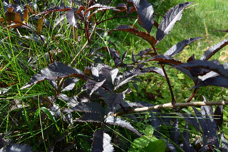 نمای نزدیک از شاخ و برگ بنفش تیره رقم «زیبایی سیاه» Sambucus nigra، با علف سبز در فوکوس ملایم در پس زمینه.