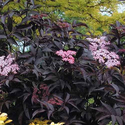 نمای نزدیک از رقم Sambucus nigra 'Black Beauty' که در باغ با برگ های بنفش تیره و شکوفه های صورتی رشد می کند.