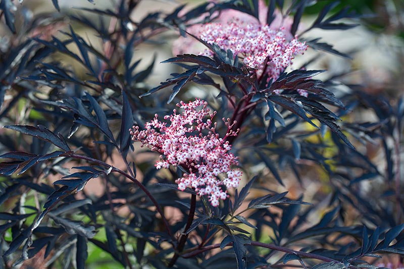نمای نزدیک از گل‌های صورتی ظریف و شاخ و برگ بنفش تیره رقم Sambucus nigra 'Black Lace' که روی پس‌زمینه‌ای با فوکوس ملایم تصویر شده است.