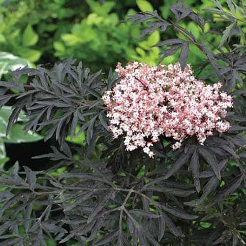 نمای نزدیک از گل‌ها و شاخ و برگ توری رقم "Black Lace" Sambucus nigra که در باغ روی یک پس‌زمینه فوکوس نرم رشد می‌کند.