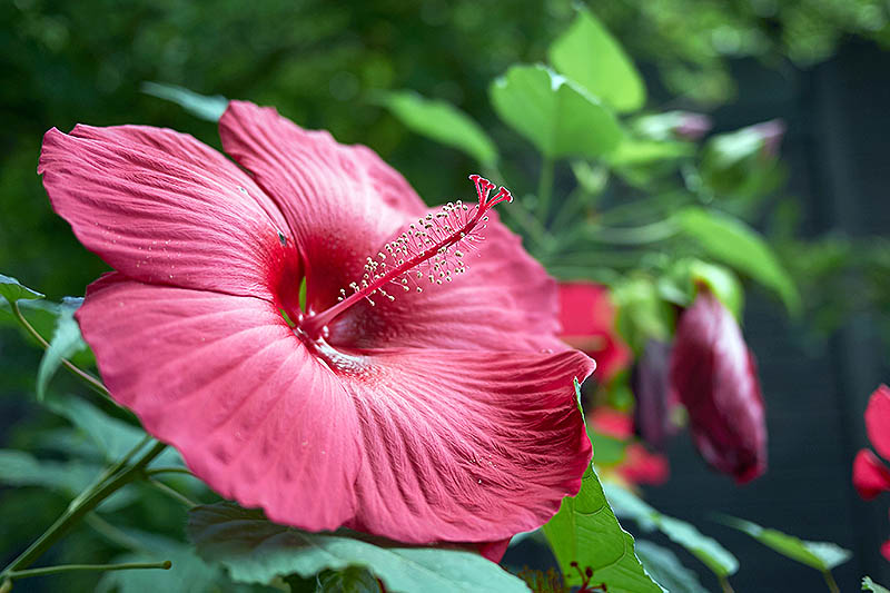 نمای نزدیک از یک گل H. moscheutos قرمز روشن که در باغی که با شاخ و برگ احاطه شده است روی یک پس‌زمینه فوکوس ملایم رشد می‌کند.
