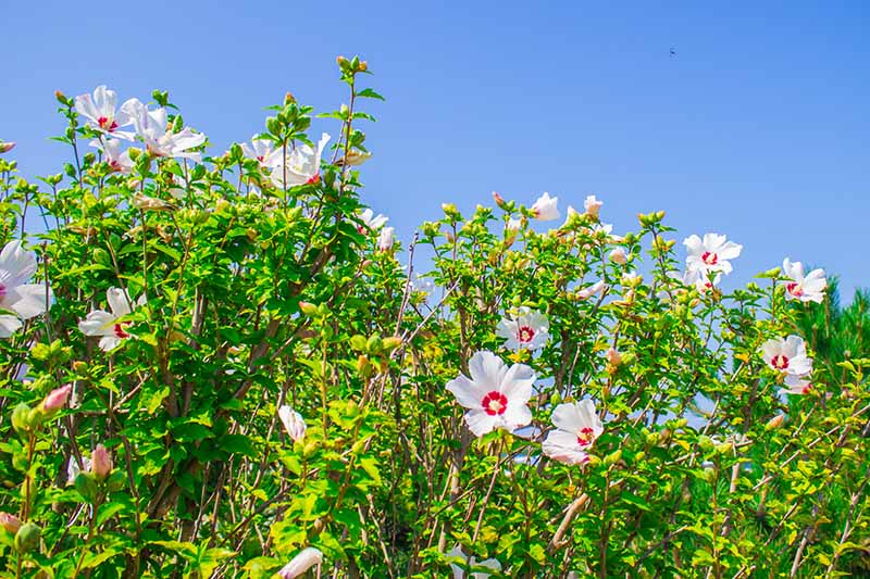 درختچه بزرگ هیبیسکوس مقاوم که در باغ با گل های سفید و قرمز با آسمان آبی در پس زمینه رشد می کند.