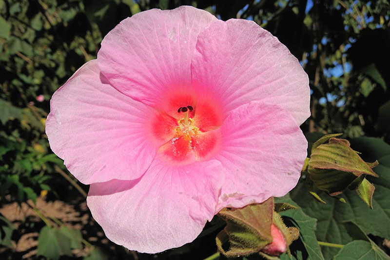 یک گل خطمی رز صورتی بزرگ که در باغ در آفتاب روشن روی یک پس‌زمینه تمرکز ملایم رشد می‌کند.