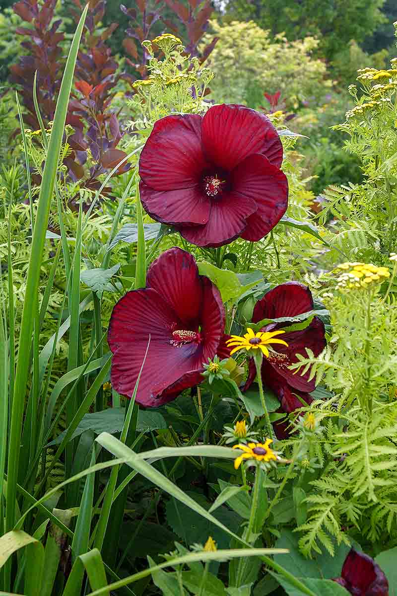 تصویری عمودی از گل‌های بزرگ قرمز H. moscheutos که در باغچه‌ای احاطه شده‌اند.