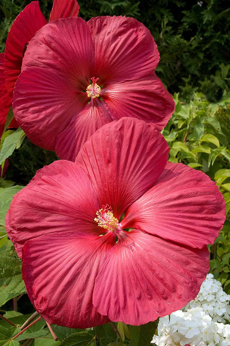 تصویری عمودی از گل‌های بزرگ به اندازه بشقاب شام از گیاه هیبیسکوس مقاوم که در زیر نور آفتاب درخشان، در باغ روی یک پس‌زمینه فوکوس نرم رشد می‌کنند.