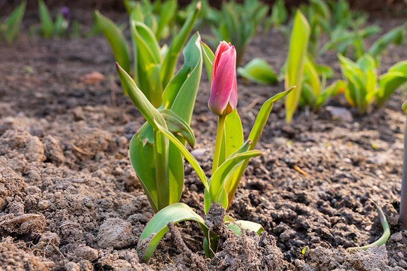 نمای نزدیک از یک گل لاله صورتی کوچک که در فصل بهار شروع به باز شدن می کند با شاخ و برگ هایی که کمی زرد می شوند، در زیر نور آفتاب روشن، با خاک در پس زمینه با فوکوس ملایم تصویر شده است.