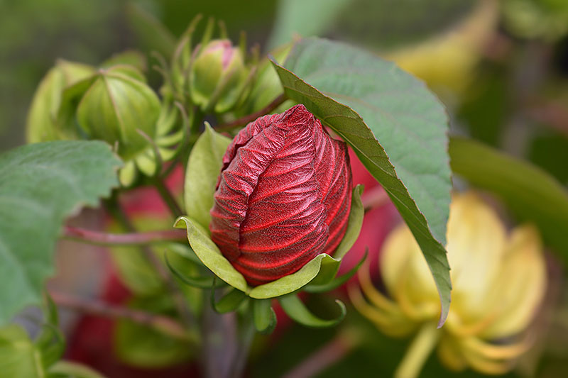 نمای نزدیک از جوانه گل H. moscheutos قرمز در حال رشد در باغ، احاطه شده توسط شاخ و برگ بر روی پس‌زمینه فوکوس نرم.