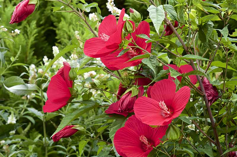 نمای نزدیک از درختچه H. moscheutos در حال رشد در باغ با گل‌های قرمز روشن، با گل‌های سفید با فوکوس ملایم در پس‌زمینه.