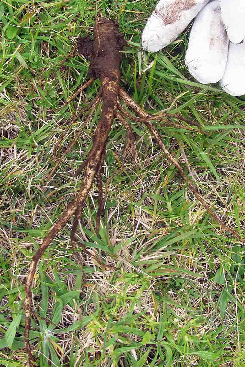 تصویری عمودی از دستکش‌دار در سمت راست بالای قاب که به ریشه‌ای از گیاه توری ملکه آن اشاره می‌کند که از زمین کنده شده و روی یک چمنزار علف‌پوش قرار گرفته است.  ریشه پوشیده از خاک است و ریشه بلند مشخصی با ریشه های ثانویه چوبی را نشان می دهد.