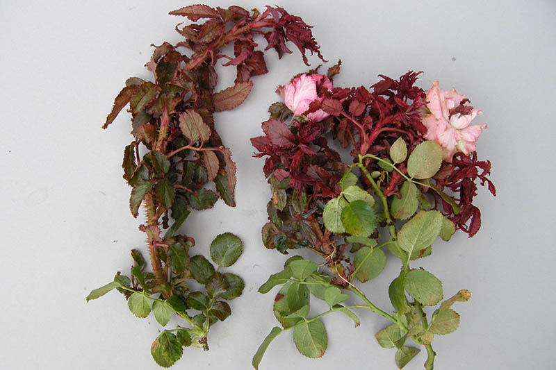 نمای نزدیک از قسمتی از بوته رز مبتلا به بیماری ویرانگر گل رز، با شاخ و برگ قرمز و تعداد زیادی خار جدید روی ساقه ها، که روی سطحی سفید قرار گرفته است.