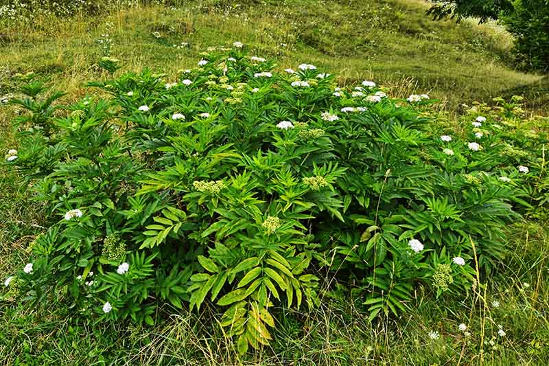 نمای نزدیک از Sambucus ebulus، گونه‌ای کوتوله که در باغ با شاخ و برگ سبز و گل‌های سفید رشد می‌کند.