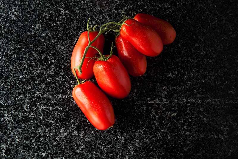 نمای نزدیک از گوجه‌فرنگی‌های قرمز روشن با درخت انگور سبز که هنوز روی سطحی از سنگ مرمر تیره قرار دارد.