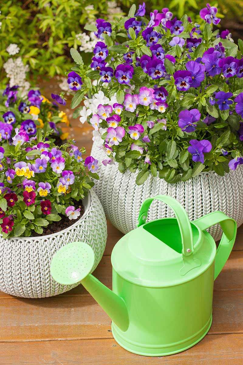 تصویری عمودی با دو گلدان تزئینی کوچک حاوی گل‌های بنفش زیبا در رنگ‌های متنوع، روی سطح چوبی قرار گرفته و یک آب‌پاش سبز در پیش‌زمینه.