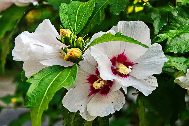 نمای نزدیک از گل‌های سفید با چشم‌های قرمز عمیق گیاه H. moscheutos، که توسط شاخ و برگ سبز در نور خورشید احاطه شده است.