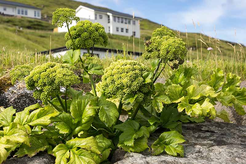 نمای نزدیک از یک گیاه گلپر کوچک در حال رشد در منطقه صخره ای باغ با خانه هایی با فوکوس ملایم در پس زمینه و آسمان آبی و ابرها.