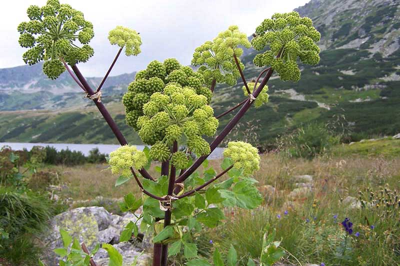 یک گیاه گلپر بزرگ با شاخ و برگ سبز، ساقه های بنفش، و سر گل های بزرگ که در کنار دریاچه ای با کوه هایی با فوکوس ملایم در پس زمینه رشد می کند.