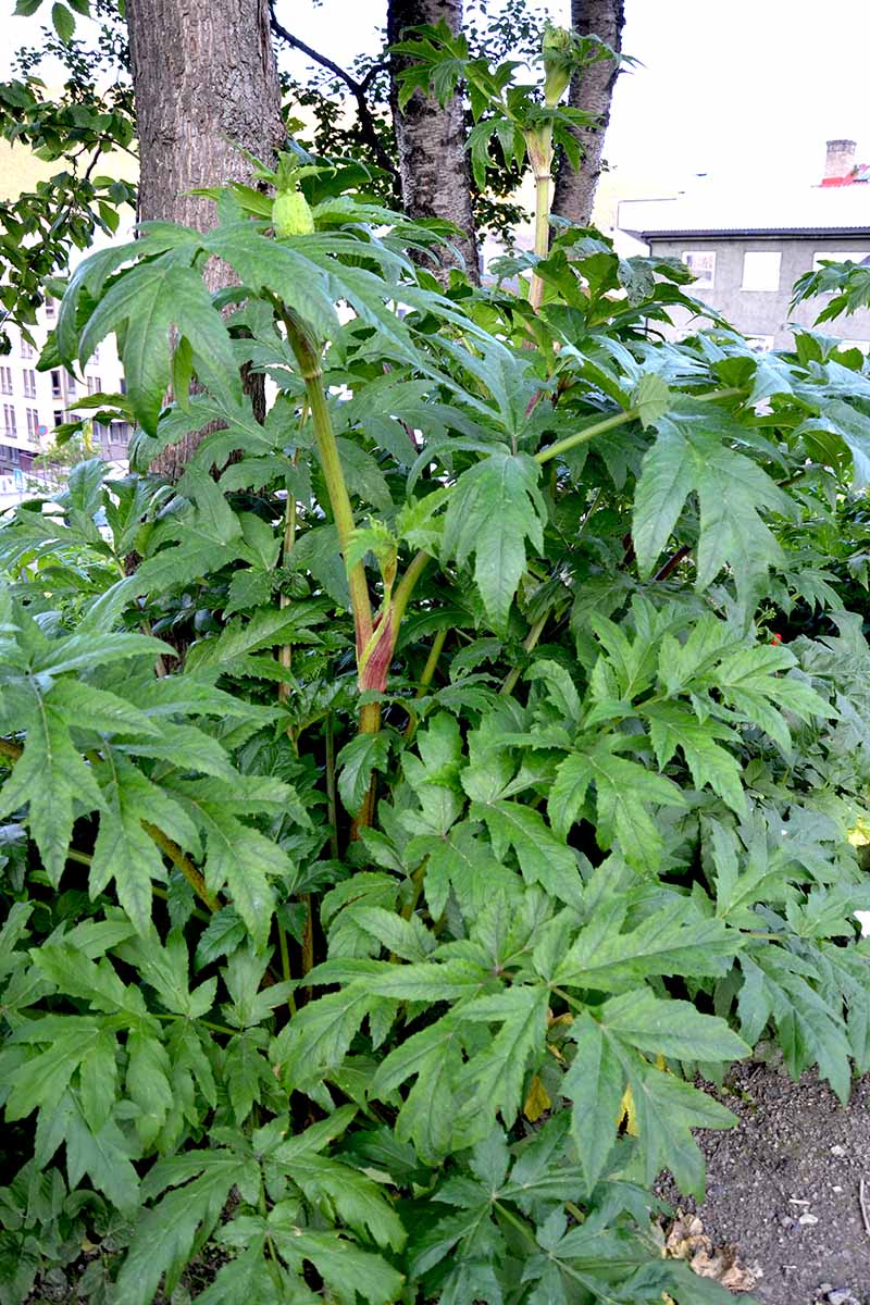تصویری عمودی از یک گیاه گلپر بزرگ در حال رشد در باغ زیر درخت، با خانه‌هایی با فوکوس ملایم در پس‌زمینه.