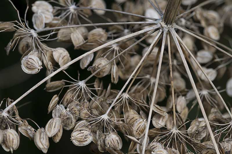 نمای نزدیک از دانه‌های خشک شده در بالای سر گل آماده برای جمع‌آوری، روی پس‌زمینه فوکوس ملایم تصویر شده است.