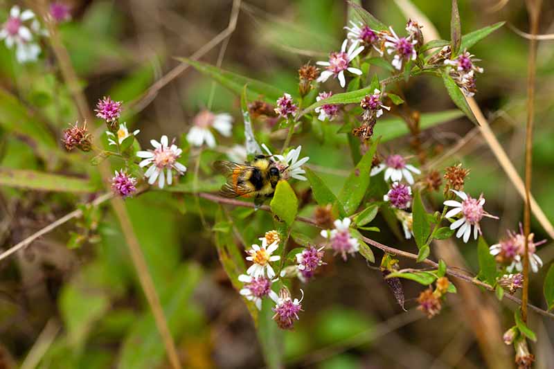نمای نزدیک از یک زنبور که روی یک شکوفه Symphyotrichum lateriflorum فرود آمده است، روی پس‌زمینه فوکوس نرم.