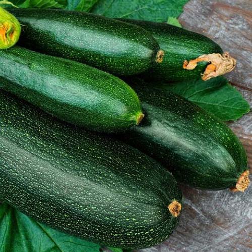 نمای نزدیک از میوه های سبز تیره Cucubita pepo، تازه برداشت شده و روی یک سطح چوبی.