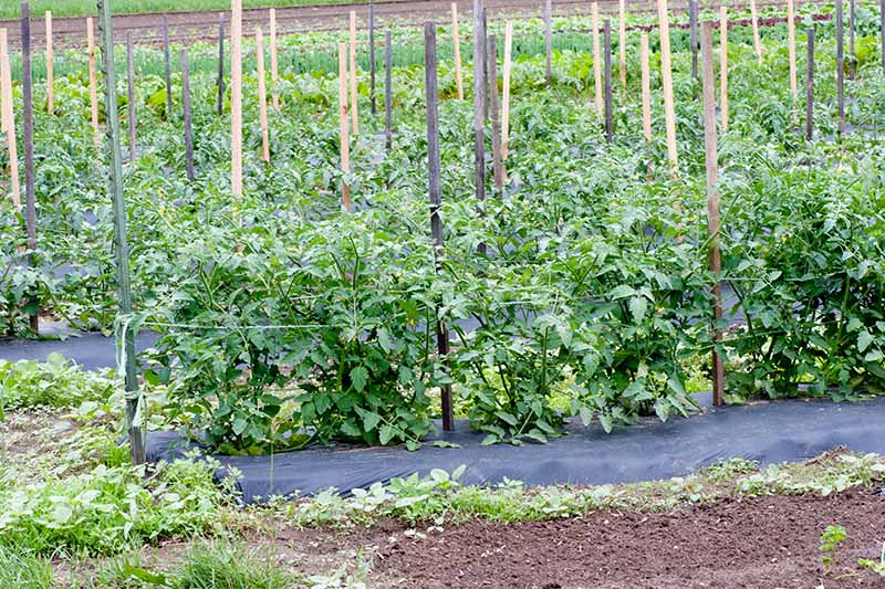 باغی که ردیف‌هایی از گیاهان گوجه‌فرنگی را رشد می‌دهد با استفاده از بافت فلوریدا حمایت می‌شود.