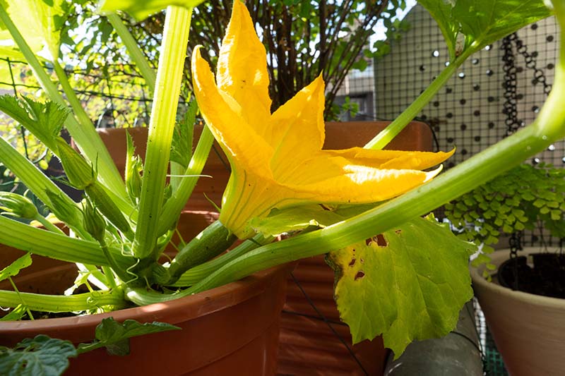 تصویری نزدیک از یک گل کدو سبز زرد روشن و میوه در حال رشد، که در گلدان تراکوتا روی پاسیو در آفتاب روشن رشد می‌کند.