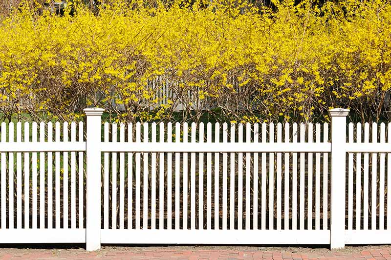 پرچینی رسمی با گل‌های زرد روشن که در پشت حصار چوبی و سفید رنگ رشد می‌کنند.