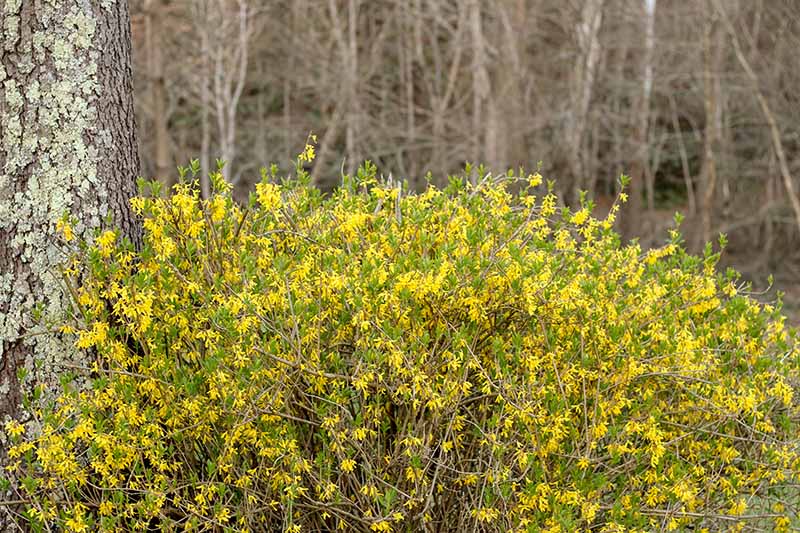 نمای نزدیک از یک درختچه جوان فورسیتیا در شکوفه کامل با گلهای زرد روشن که در زیر درختی در یک منطقه جنگلی رشد می کند.