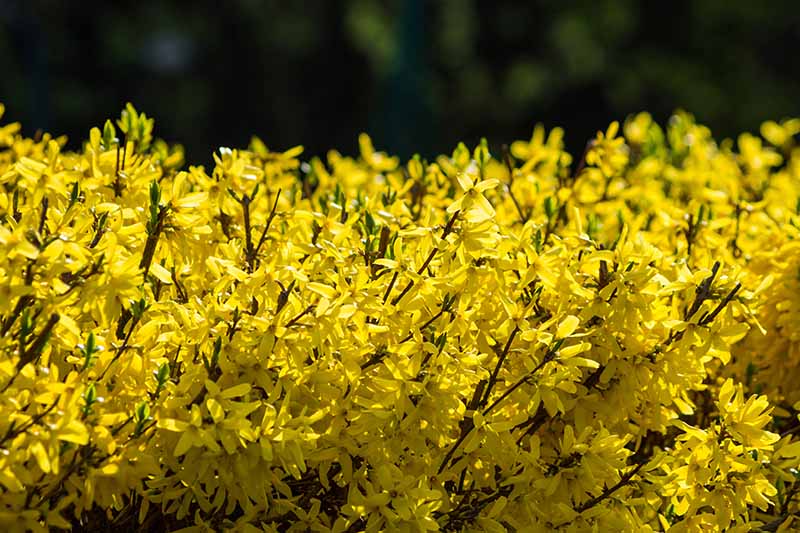 نمای نزدیک از پرچین با گل‌های زرد روشن، که در زیر نور آفتاب در پس‌زمینه‌ای با فوکوس ملایم به تصویر کشیده شده است.