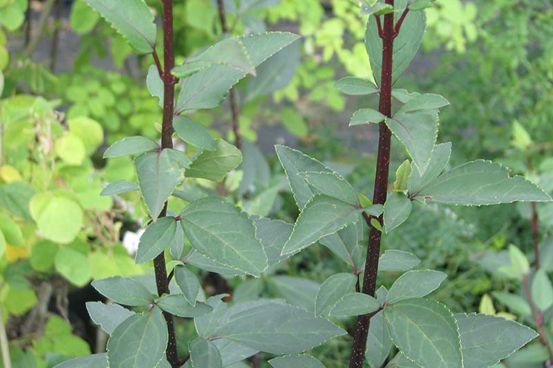 نمای نزدیک از برگ‌های سبز و ساقه‌های بنفش Forsythia suspensa، درختچه‌ای چوبی ایده‌آل برای پرچین.