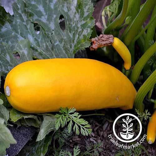 نمای نزدیک از Cucurbita pepo 'Zucchini طلایی' در حال رشد در باغ.  در سمت راست پایین قاب یک لوگوی دایره‌ای سفید با متن قرار دارد.