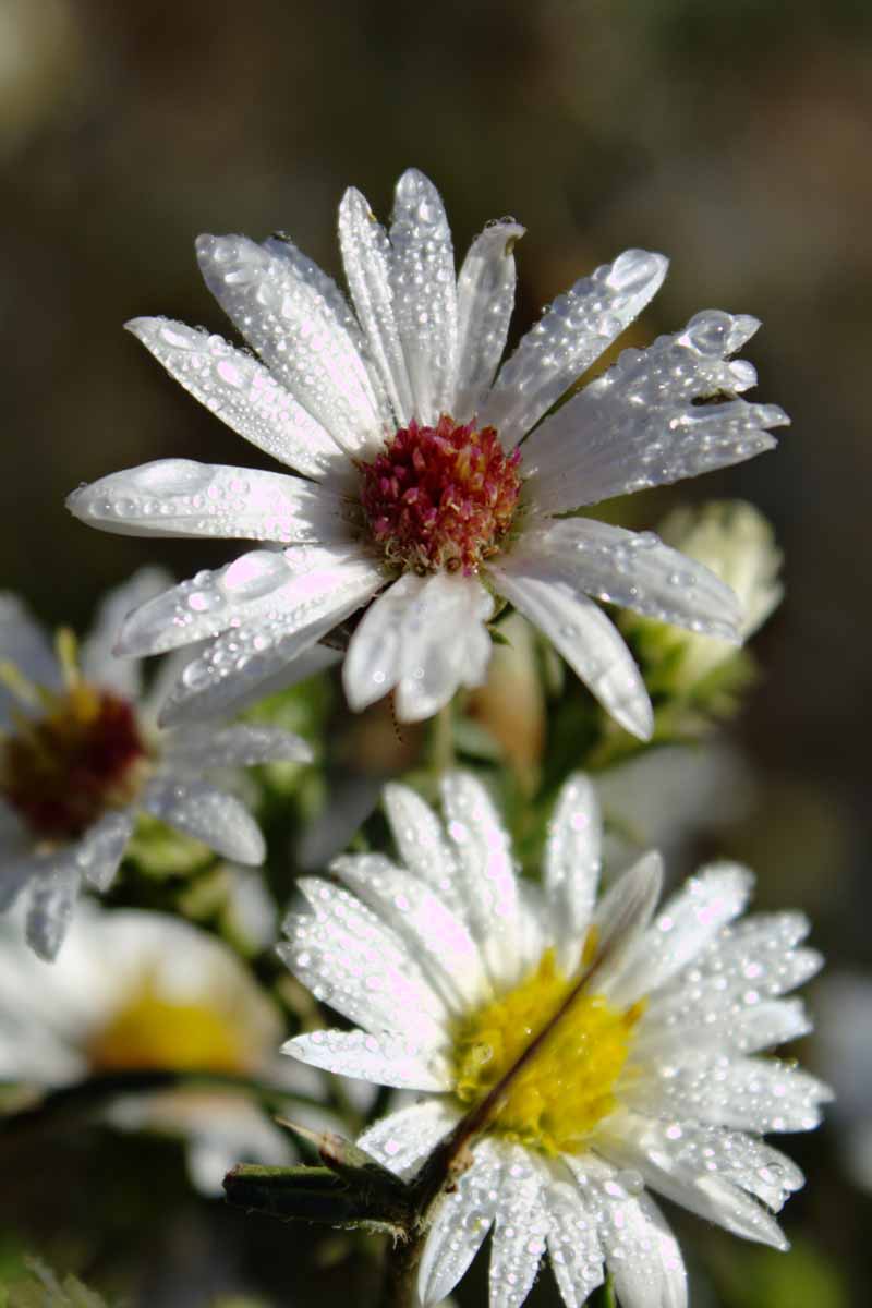 تصویر نزدیک عمودی از گل‌های Symphyotrichum lateriflorum، با قطرات آب روی گلبرگ‌ها، روی پس‌زمینه فوکوس نرم.