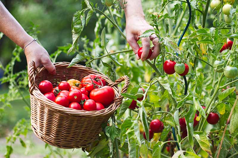 نمای نزدیک از دستی که گوجه فرنگی قرمز تازه را از گیاه برداشت می کند و آنها را در یک سبد حصیری قرار می دهد.