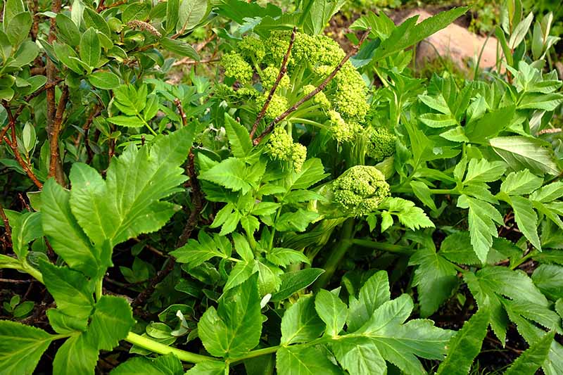 نمای نزدیک از گیاه گلپر گلپر که در باغچه رشد می کند، با شاخ و برگ سبز روشن روی پس زمینه ای با فوکوس نرم.