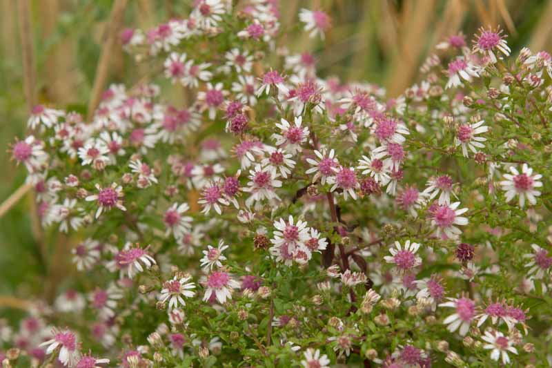 نمای نزدیک از گل‌های Symphyotrichum lateriflorum، با گلبرگ‌های سفید ظریف و مراکز صورتی گل رز، که در باغ روی یک پس‌زمینه تمرکز ملایم رشد می‌کنند.