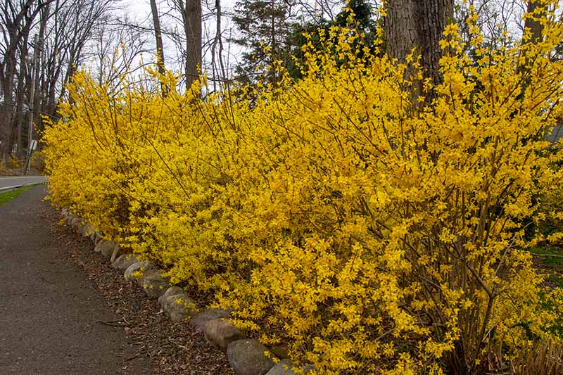 پرچین غیررسمی فورسیتیا در شکوفه کامل با گل‌های زرد روشن که در امتداد یک راهرو زیر درختان رشد می‌کنند.