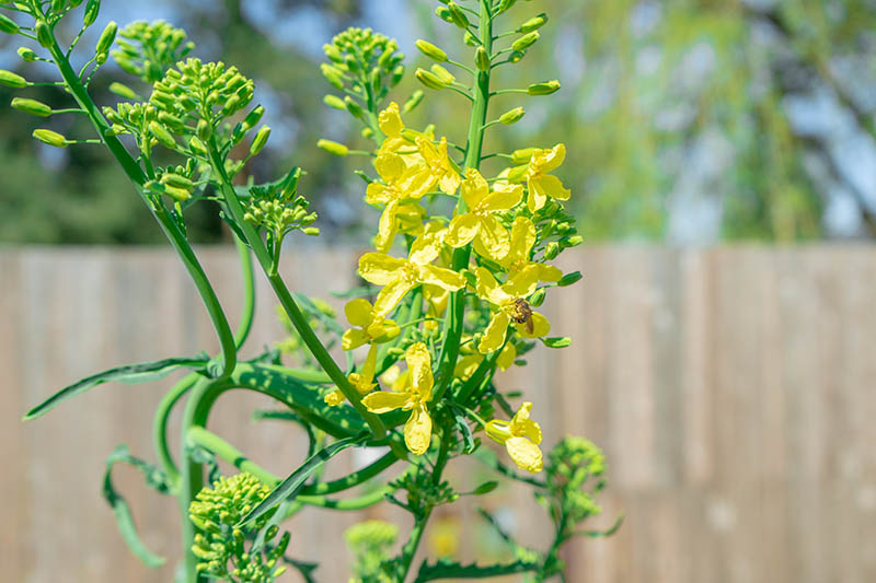 نمای نزدیک از یک گیاه Brassica napus که گل‌های زرد را در بالای ساقه‌های گل، روی یک پس‌زمینه فوکوس نرم، پیچ کرده و تولید کرده است.