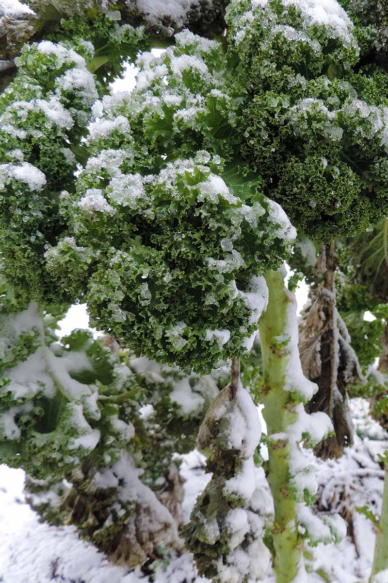 تصویر نزدیک عمودی از گیاه Brassica oleracea با برگ‌های مجعد و ساقه‌های ضخیم که در زمستان در باغ رشد می‌کند و پوشیده از گرد و غبار ملایم برف است.