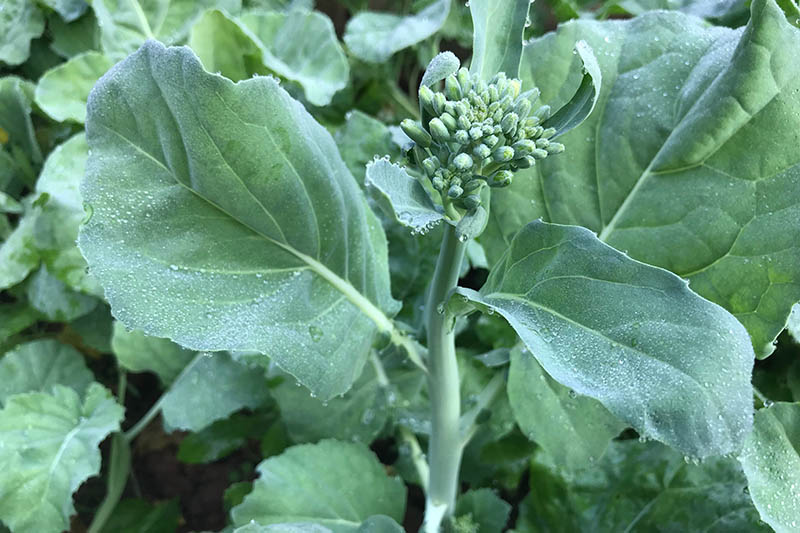 تصویر نزدیک از بالا به پایین از شاخه گلدار گیاه Brassica oleracea در فصل دوم که معمولاً به عنوان ناپینی برداشت می شود.