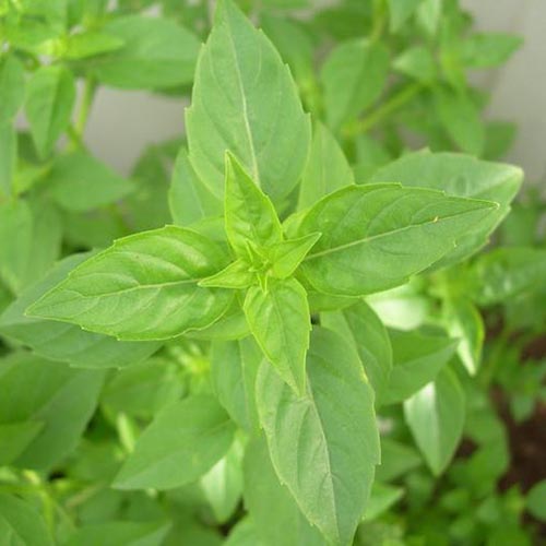 نمای نزدیک از Ocimum basilicum 'Lime' که در باغ روی یک پس‌زمینه فوکوس نرم رشد می‌کند.