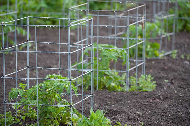 نمای نزدیک از قفس های فلزی کوچکی که در باغ برای نگهداری نهال ها استفاده می شود.