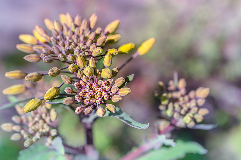 نمای نزدیک از سر گل Brassica oleracea که در حال پیچ و مهره است، با سرهای کوچک زرد رنگ هنوز باز نشده، روی پس‌زمینه فوکوس ملایم.