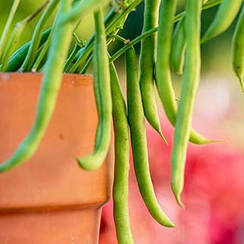 نمای نزدیک از گلدان سفالی با گیاه Phaseolus vulgaris 'Porch Pick' که با لوبیا سبز آماده برای برداشت روی یک پس‌زمینه فوکوس نرم رشد می‌کند.