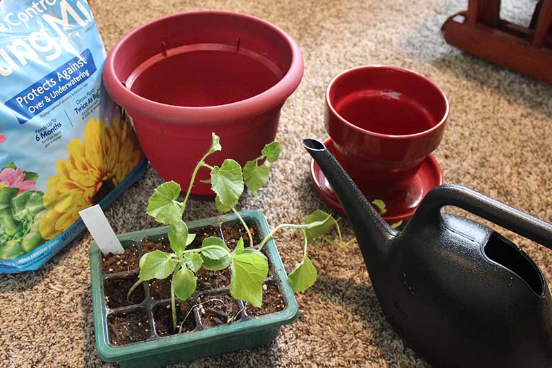 نمای نزدیک از سینی شروع بذر با نهال های کوچک آماده برای پیوند، و در پس زمینه دو گلدان بزرگ، یک کیسه خاک گلدان و یک قوطی آبیاری مشکی.